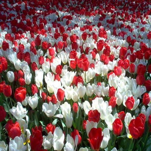 Tulip Flower Seeds – Heirloom, Non-GMO, High Germination Organic Garden Seeds for Planting