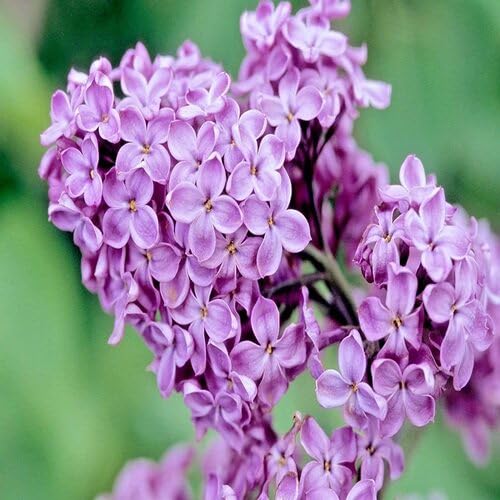 purple lilac flower seeds