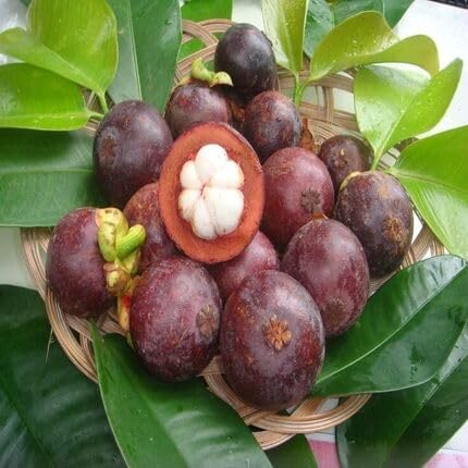 Mangosteen Seeds Maroon – Heirloom, Non-GMO, High Germination Organic Garden Seeds