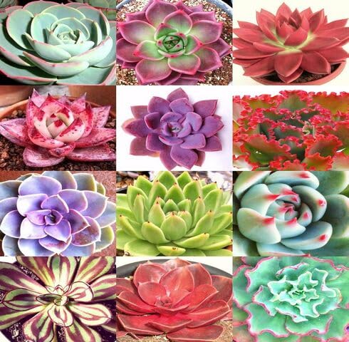 mixedecheveriaheirloomnongmo flower seeds