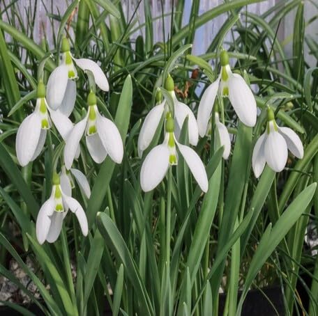 white galanthus flower seeds