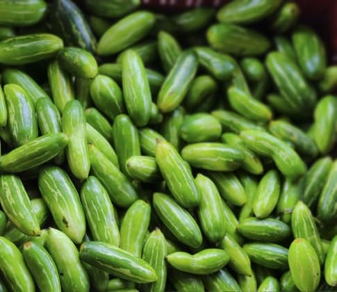 Ivy Gourd Seeds – Heirloom, Non-GMO, High Germination Organic Garden Seeds Planting