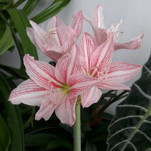 pink white flower seeds