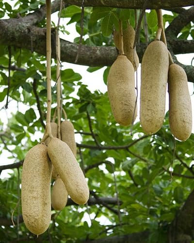 Green Sausage Plant Seeds Heirloom Non-GMO High Germination Organic Garden Seeds for Planting