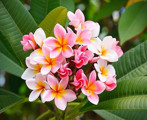 Plumeria Flower Seeds Pink White – Heirloom Non-GMO High Germination Organic Garden Seeds