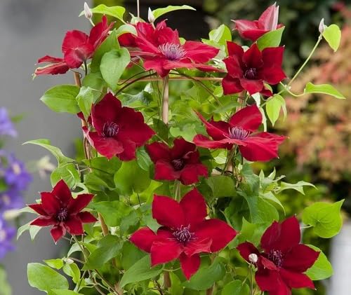 Clematis Flower Seeds Red – Heirloom, Non-GMO, High Germination Organic Garden Seeds for Planting