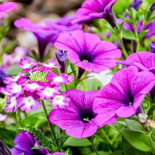 Petunia Flower Seeds Heirloom Non-GMO High Germination Organic Garden Seeds for Planting