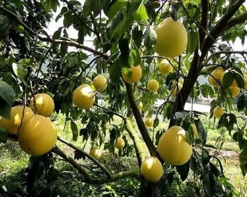 Pomelo Seeds Yellow – Heirloom, Non-GMO, High Germination Organic Garden Seeds for Planting