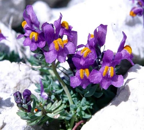 Linaria Alpina Flower Seeds Purple – Heirloom Non-GMO High Germination