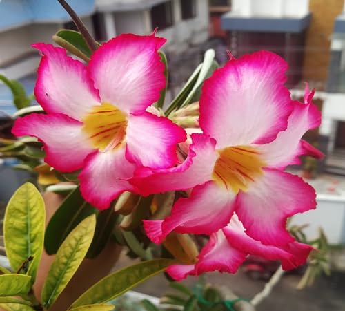 Pink Adenium Flower Seeds for Planting – Heirloom, Non-GMO, High Germination Organic Garden Seeds
