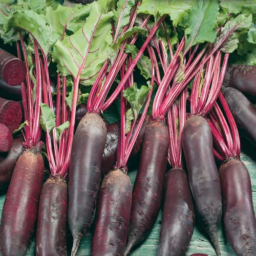 Red Beetroot Seeds – Heirloom, Non-GMO, High Germination Organic Garden Seeds Planting