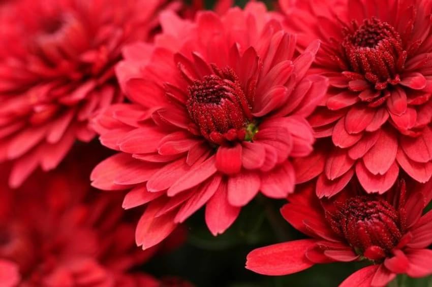 red giant flower seeds