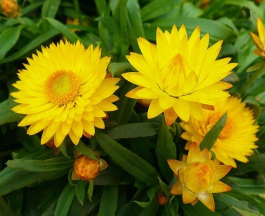 yellow strawflower heirloom non-gmo seeds