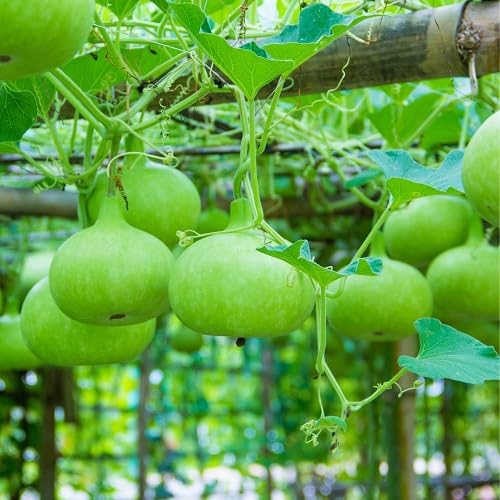 Green Calabash Seeds – Heirloom, Non-GMO, High Germination Organic Garden Seeds Planting