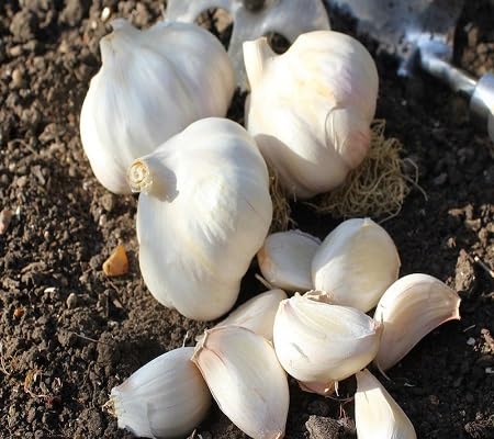 Garlic Seeds – Heirloom, Non-GMO, High Germination Organic Garden Seeds Planting