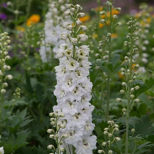 Delphinium Flower Seeds – Heirloom, Non-GMO, High Germination Organic Garden Seeds for Planting
