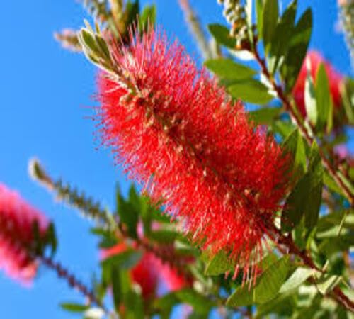 Red Bottlebrush Flower Seeds Heirloom Non-GMO High Germination Organic Garden Seeds for Planting