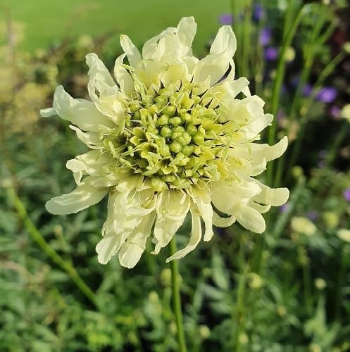 Yellow Cephalaria Flower Seeds – Heirloom, Non-GMO, High Germination Organic Garden Seeds