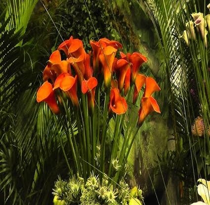 Orange Callalilly Flower Seeds – Heirloom, Non-GMO, High Germination Organic Garden Seeds for Planting