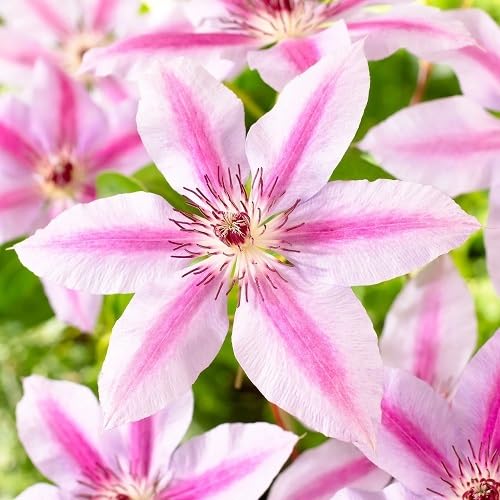 Pink White Clematis Flower Seeds Heirloom Non-GMO High Germination Organic Garden Seeds for Planting