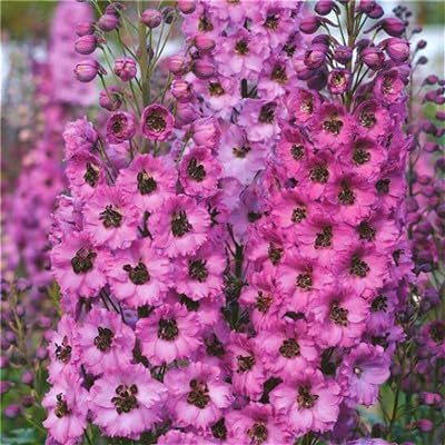 giant delphinium flower seeds
