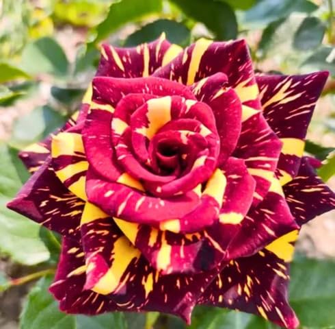 Red Yellow Rose Flower Seeds – Heirloom, Non-GMO, High Germination Seeds for Planting