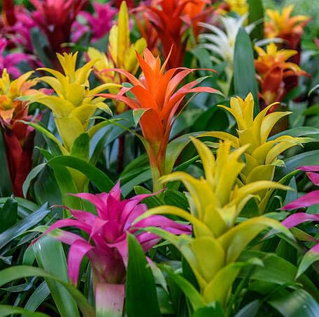 mixed bromeliad flower seeds