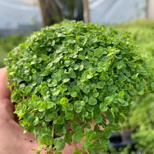 Green Corsican Mint Plant Seeds Heirloom Non-GMO High Germination Organic Garden Seeds for Planting