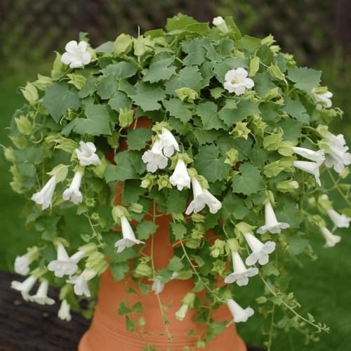 White Creeping Gloxinia Flower Seeds – Heirloom Non-GMO High Germination