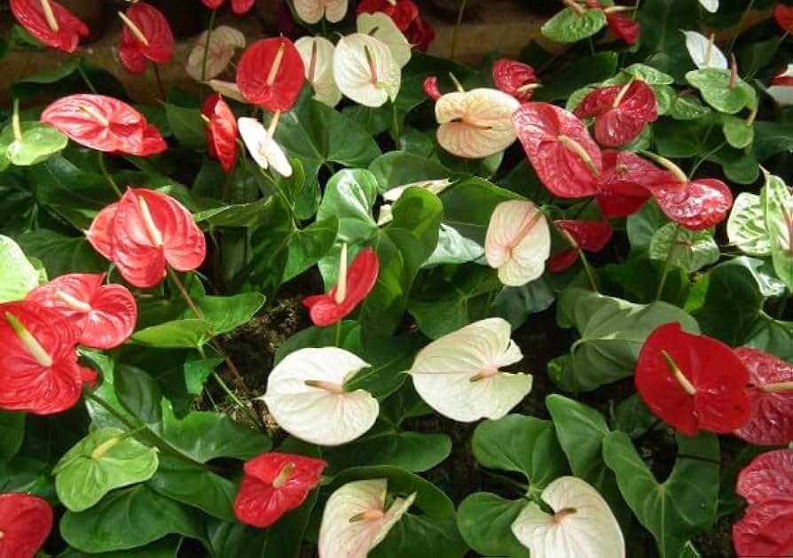 Mixed Anthurium Flower Seeds for Planting – Heirloom Non-GMO High Germination Seeds