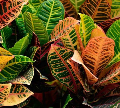 codiaeum flower seeds