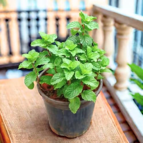 Semillas de menta, reliquia, no modificadas genéticamente, de alta germinación, semillas de jardín orgánicas para plantar