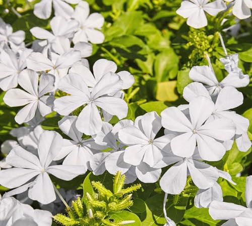 Bleiwurz-Blumensamen – Alte Sorte gentechnikfrei hohe Keimrate Bio-Gartensamen