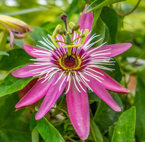 Rosa Passiflora Blumensamen – Heirloom, gentechnikfrei, hohe Keimfähigkeit Bio-Gartensamen zum Pflanzen