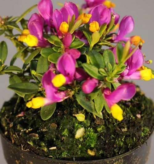 Pink Yellow Polygala Flower Seeds – Heirloom, Non-GMO, High Germination Organic Garden Seeds for Planting Seeds for Planting
