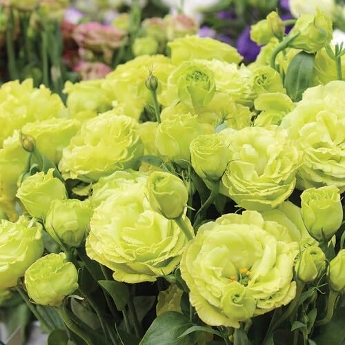 Green Lisianthus Flower Seeds – Heirloom, Non-GMO, High Germination Seeds