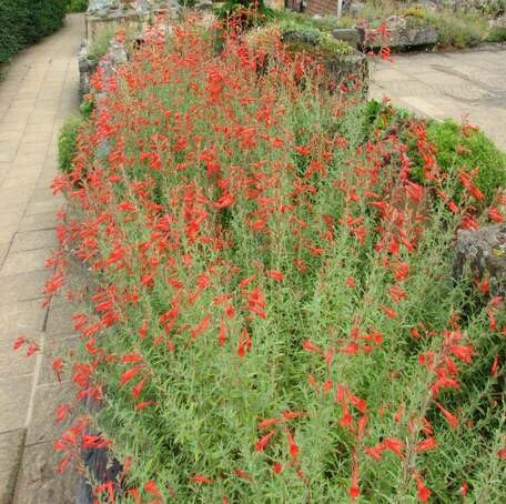 Semillas de flor de Epilobium Canum rojo para plantar – Semillas de jardín orgánicas de alta germinación, no transgénicas, reliquia