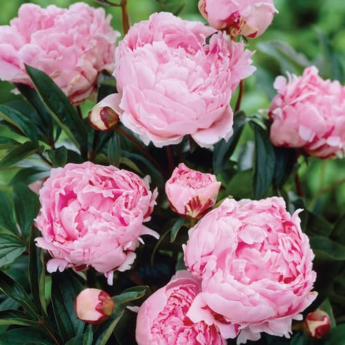 pink peony flower seeds