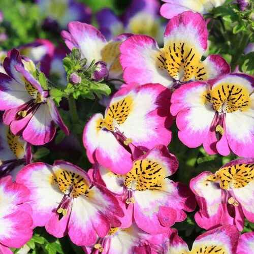 Pink Schizanthus Flower Seeds Heirloom Non-GMO High Germination Organic Garden Seeds for Planting