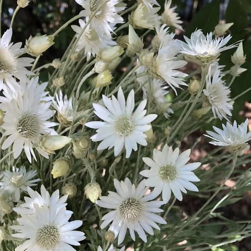 White Xeranthemum Flower Seeds – Heirloom, Non-GMO, High Germination Organic Garden Seeds