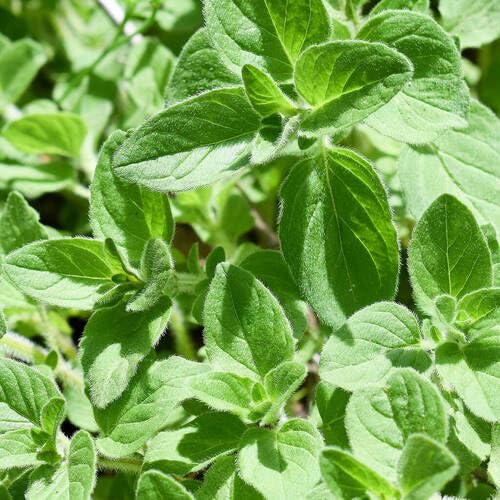 Grüne Oregano-Pflanzensamen, alte Sorte, gentechnikfrei, hohe Keimrate, Bio-Gartensamen zum Pflanzen