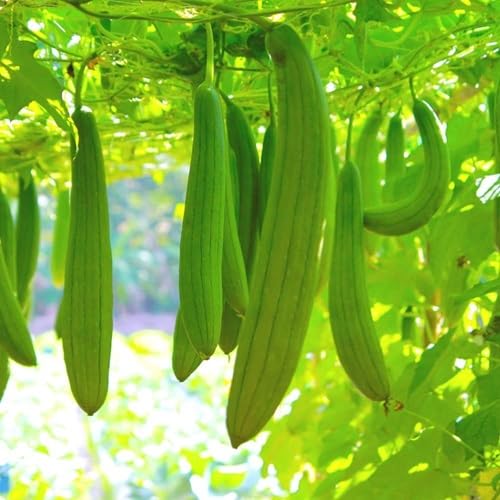 Green Luffa Gourd Seeds – Heirloom, Non-GMO, High Germination Organic Garden Seeds Planting