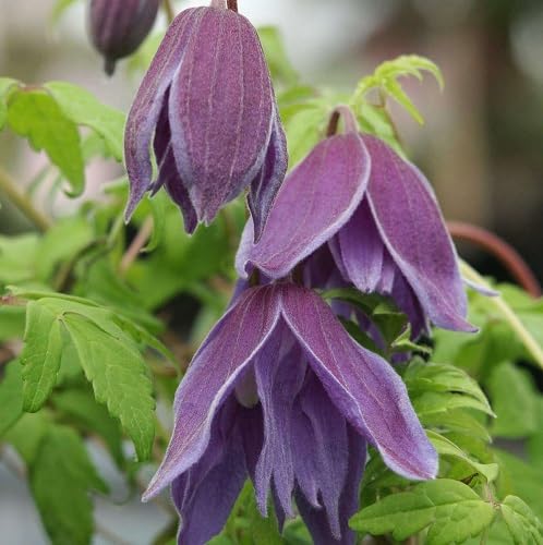 Purple Macropetala Flower Seeds – Heirloom, Non-GMO, High Germination Organic Garden Seeds for Planting Seeds for Planting