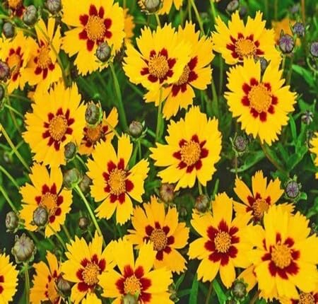 yellowbrowncoreopsisflowerheirloomnongmo flower seeds