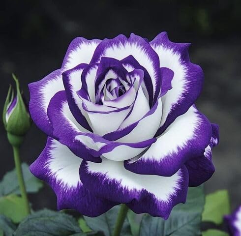 Purple White Rose Flower Seeds Heirloom Non-GMO High Germination Organic Garden Seeds for Planting