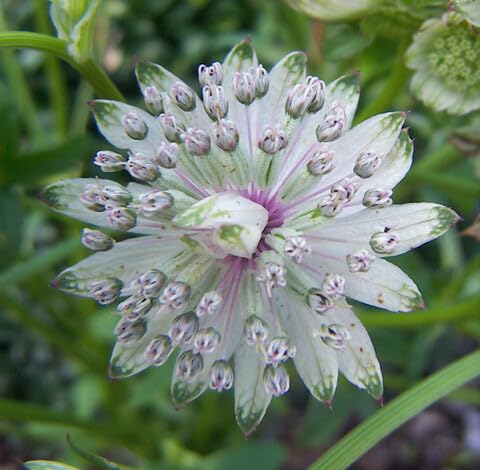whiteastrantiaflowerheirloomnongmo flower seeds
