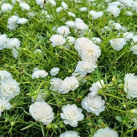 White Portulaca Grandiflora Flower Seeds for Planting – Heirloom, Non-GMO, High Germination