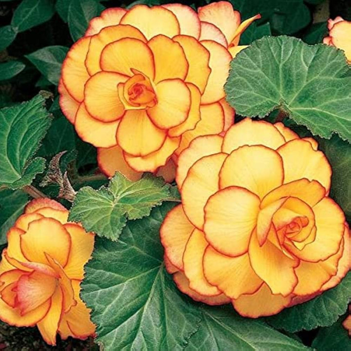 Semillas de Flor de Begonia Naranja Amarilla – Orgánicas, Heirloom, No Transgénicas, Alta Germinación