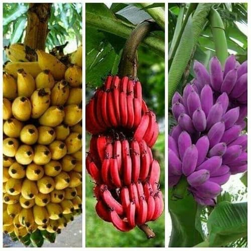 Mixed Banana Tree Seeds – Heirloom, Non-GMO, High Germination Organic Garden Seeds