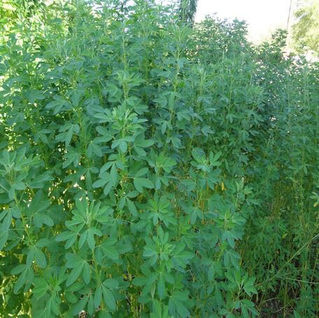 green chipilin flower seeds